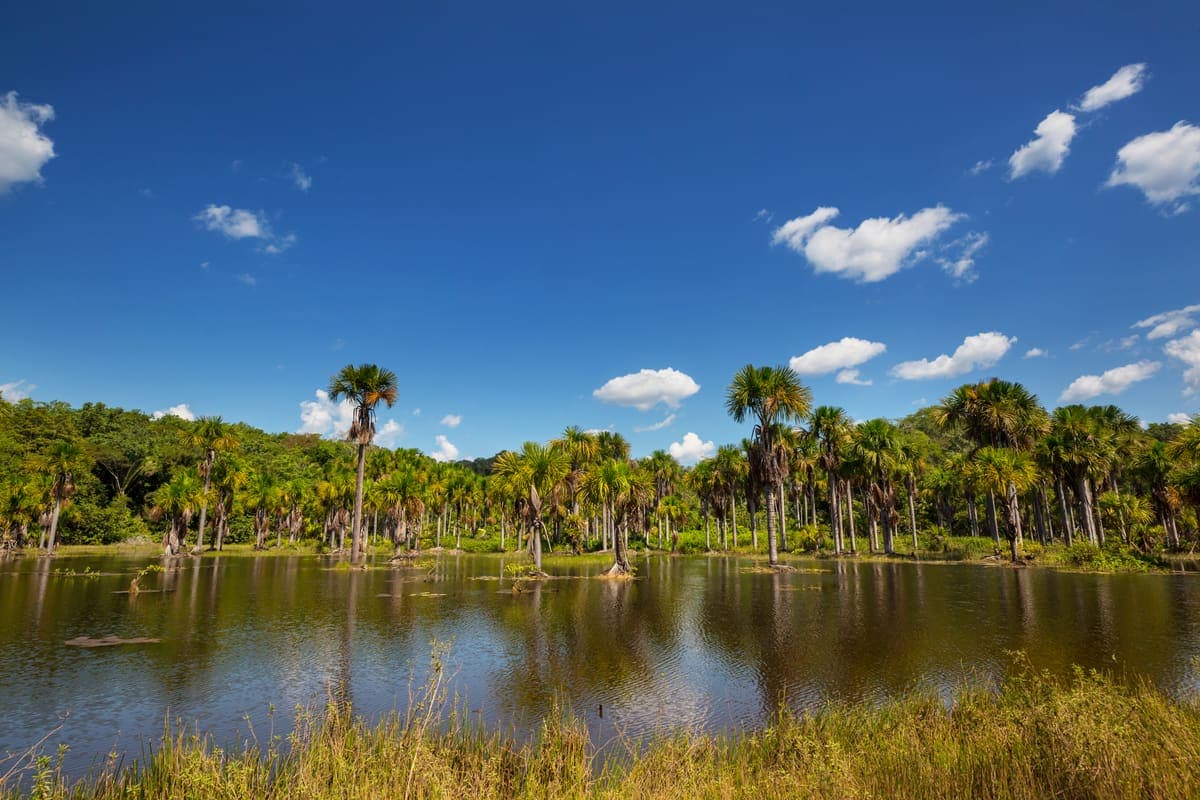 A sunny day at a Central Florida lake with palm trees and a walking path.